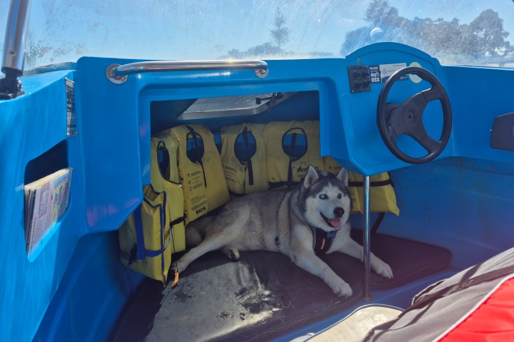 Siberian husky sitting inside a blue boat with yellow life jackets and a steering wheel.